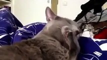 Funny Animals Videos: Cat Forgets her Tongue