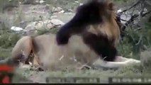 Lion Vs Rhino Black Rhino Attack Lion Super Animal World