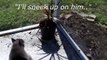 Talking Cat chases a Lizard, and falls into the pool!