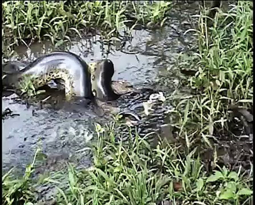 Flagrante da vida animal!!