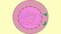 Meiosis - animación