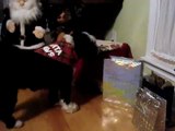 Tibetan Terrier dog Bailey opens Christmas gift from Santa Paws