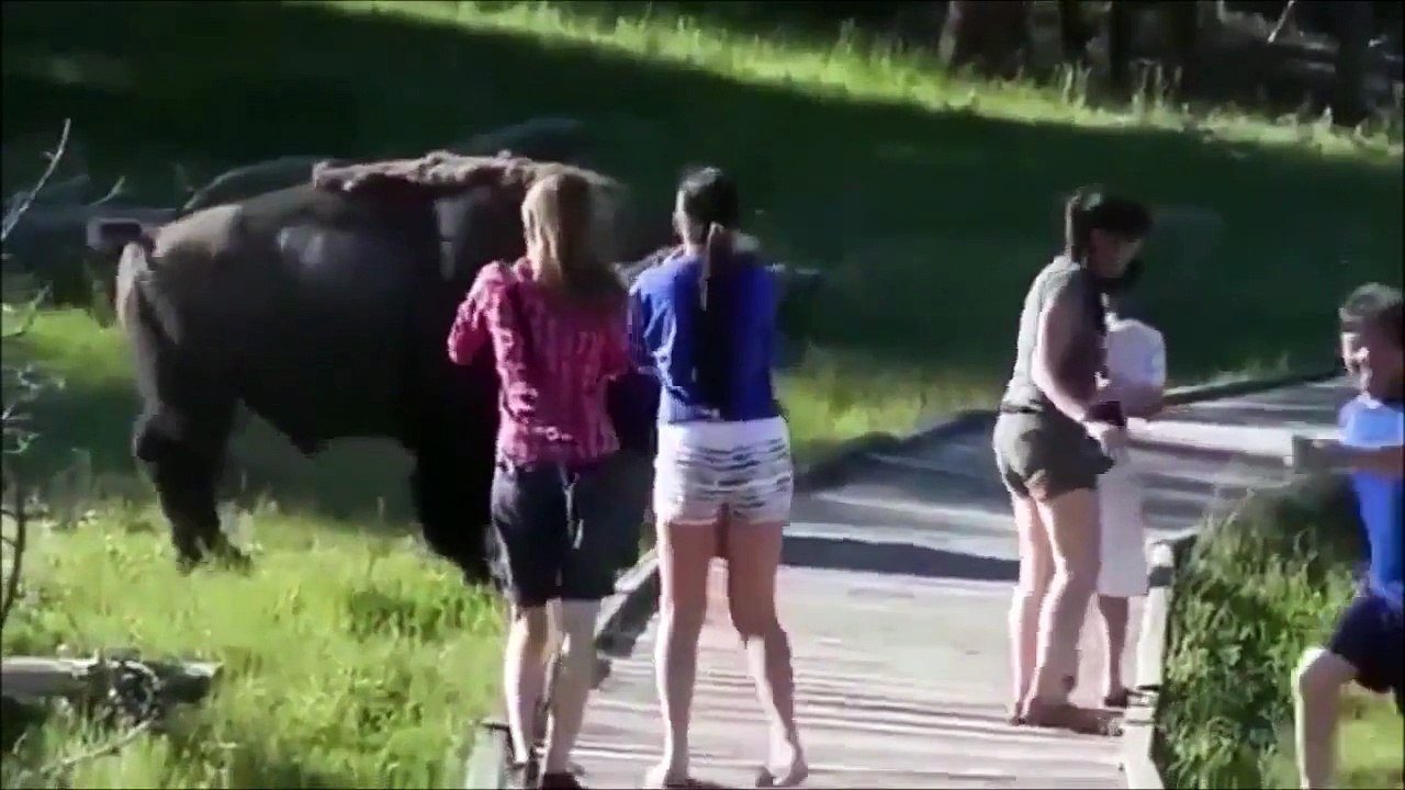 Animal Attack Compilation Videos 2015