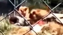 Animals attacking people Animal Attacks On Humans Most Shocking Attacks Caught