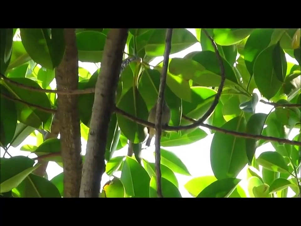 EL CANTO DEL GORRION