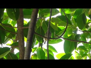 EL CANTO DEL GORRION