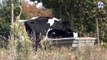 Visite d’une exploitation laitière de 100 vaches / La fin des quotas