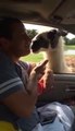 Hilarious Llama Spits in Man's Face