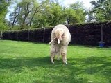 Alpaca Gives Birth   Baby Animal Born Video
