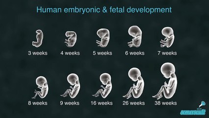 human embryonic and fetal development - 10 stages