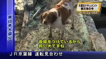Sad Dogs after Earthquake Tsunami in Japan