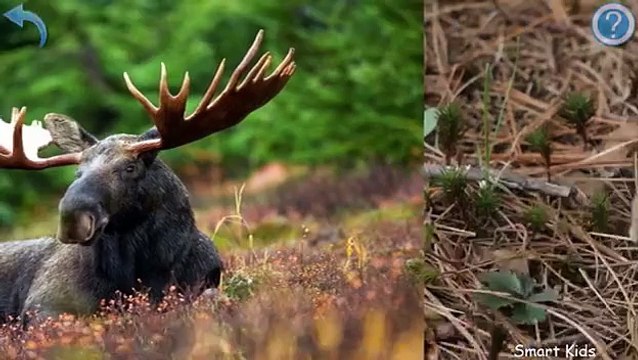 Animals for Kids | Forest Animals for Kids | Learn Animals | Animals in English
