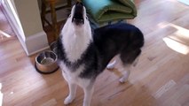 Mishka the Talking Husky has an announcement to make!