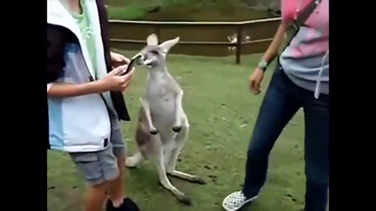 Random Animal Attacks and More! Animal Compilation