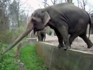 funny video clips of elephants