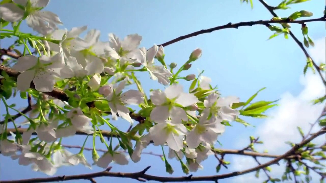 Planet Earth - Amazing Beautiful nature scenery (1080p HD).mp4