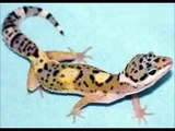 Más de 40 fases Gecko Leopardo 