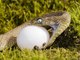 Snake eats eggs