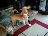 Pitbull Vs Pitbull Puppy. Tug Of War.