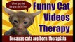 Cats Meowing Compilation Of Cats Meowing Funny _ Funny Cat Videos Therapy-copypasteads.com