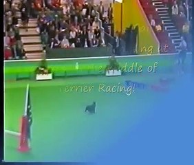 Crufts Dog Show Funny Toilet Moment Scottie takes a dump in the Main Ring