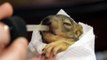 Feeding a Rescued Baby Squirrel