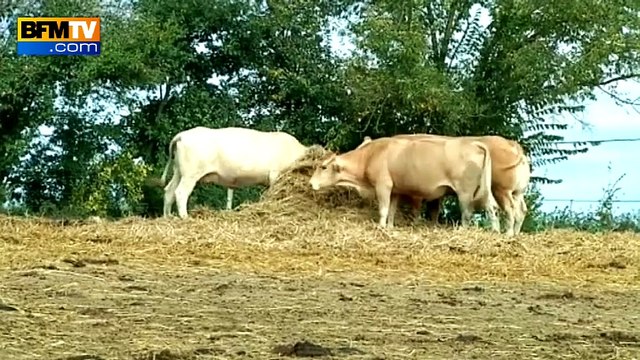 Détresse des éleveurs: que réclament-ils?