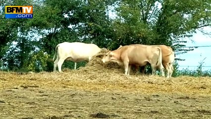 Détresse des éleveurs: que réclament-ils?