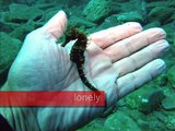 diving in Bali Creta with hippocampos dive center plongée en crète à bali