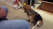 Daisy (The Beagle) doing her tricks