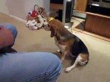 Daisy (The Beagle) doing her tricks