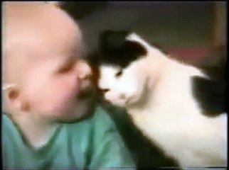 Funny Cat Videos with Sound Effects Compilation _ Cat Video-copypasteads.com