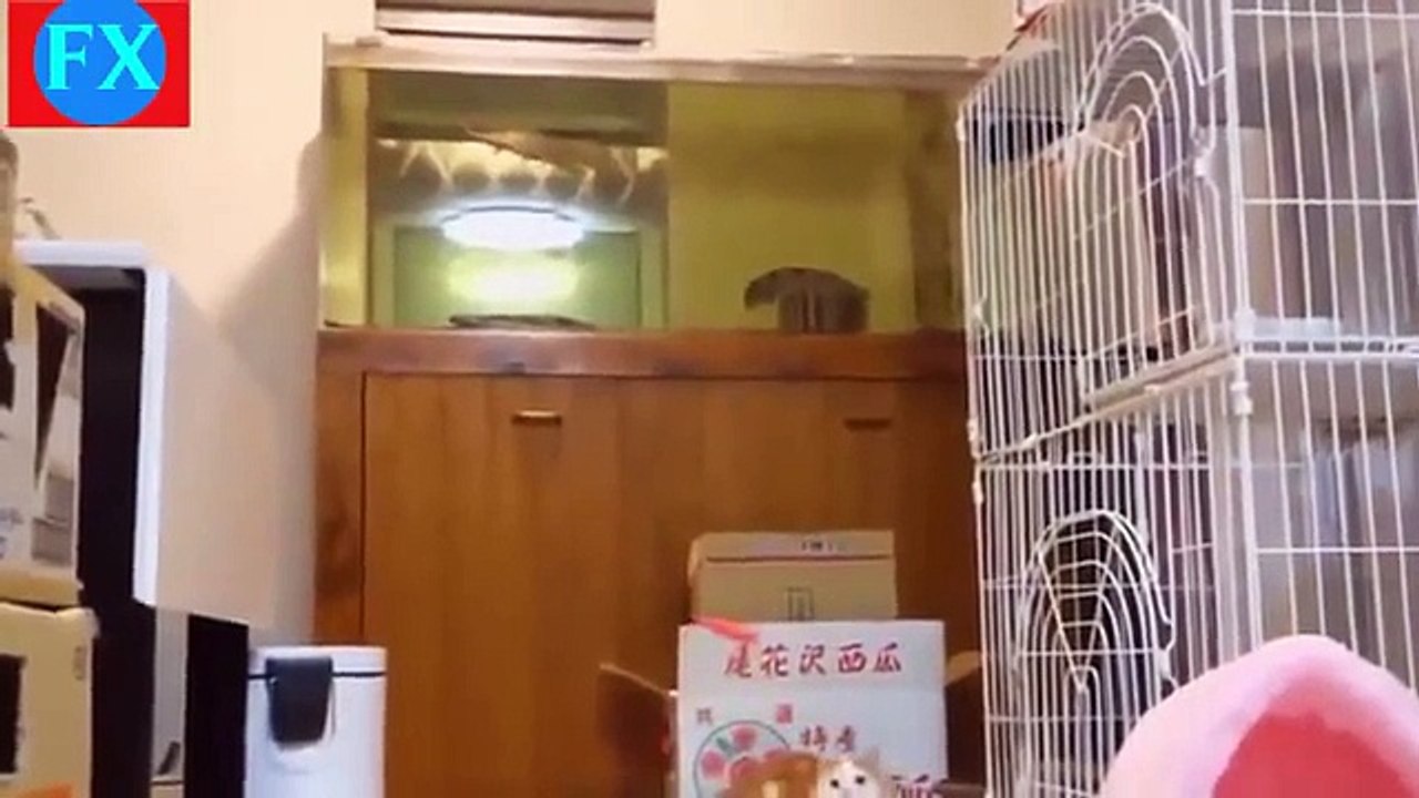 Funny Cats - Funny Videos - Funny Fail - Funny Animals Videos - Funny Cats 2014-copypasteads.com