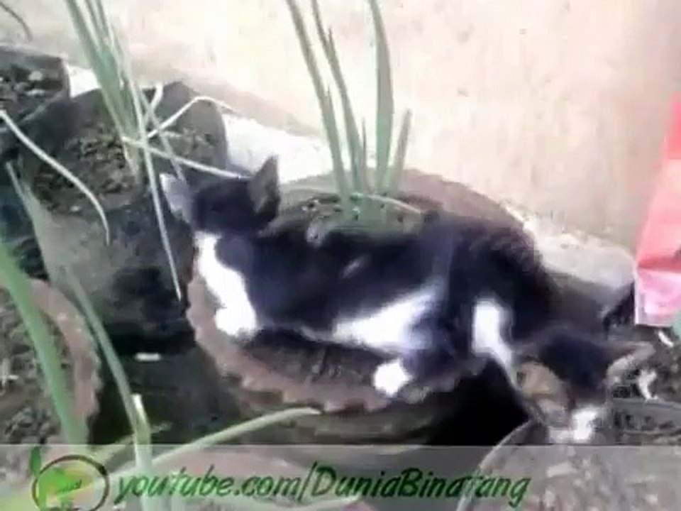 Funny Cats _ Funny Cats - Funny Cat Videos, Happy Cat diary-copypasteads.com
