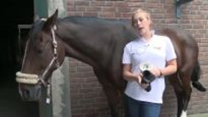 Different types of bandages for the horse's legs