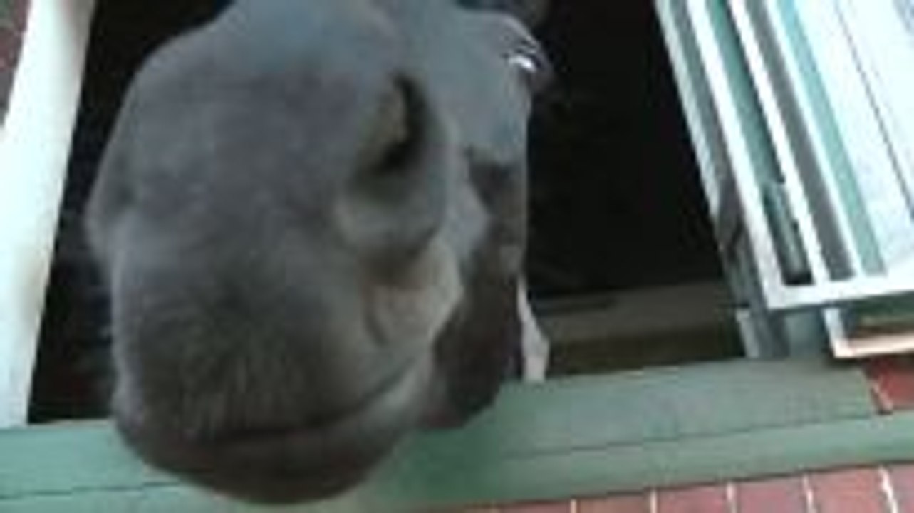 Horse Birthday