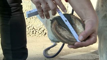 Hoof boots by Equine Fusion