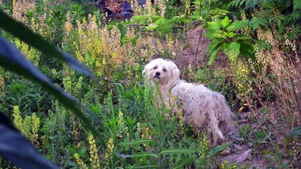 Ce que cette femme a capturé dans son "piège" pourrait bien vous faire fondre en larmes. C'est à ne pas rater.