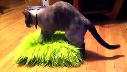 FUNNY CATS _ KITTENS _ CAT VIDEOS _ FUNNY VIDEOS COMPILATION-copypasteads.com