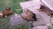 Malinois puppies / chiots