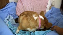 Pembroke Welsh Corgi Puppies - Annie Rocket Rose And Her One Day Old (less than 24 hours) Puppies