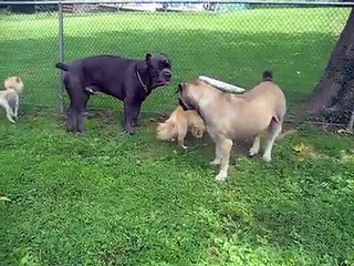 Cane Corso and Boerboel meet for the 1st time rlalumera9316@comcast.net