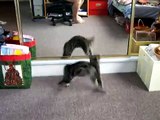 Cat Stalking Cat
