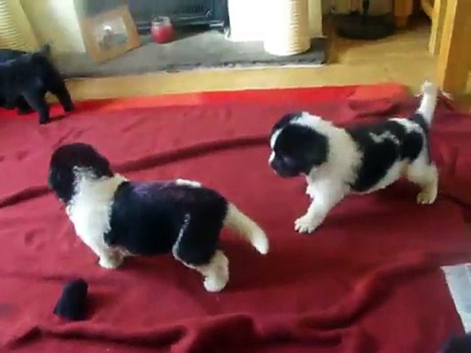 newfoundland puppies playing