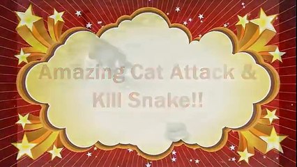 Cat vs Snake - Amazing Cat Attack & Kill Snake