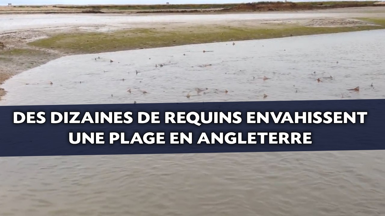 Des dizaines de requins envahissent une plage en Angleterre