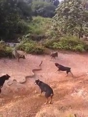 Huge King Cobra Vs Pack of Domestic Dogs