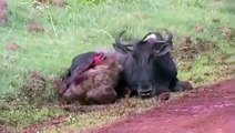 Hyena Eating Alive Wildebeest