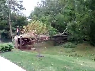 Massive tree falling in front of Wittenberg University