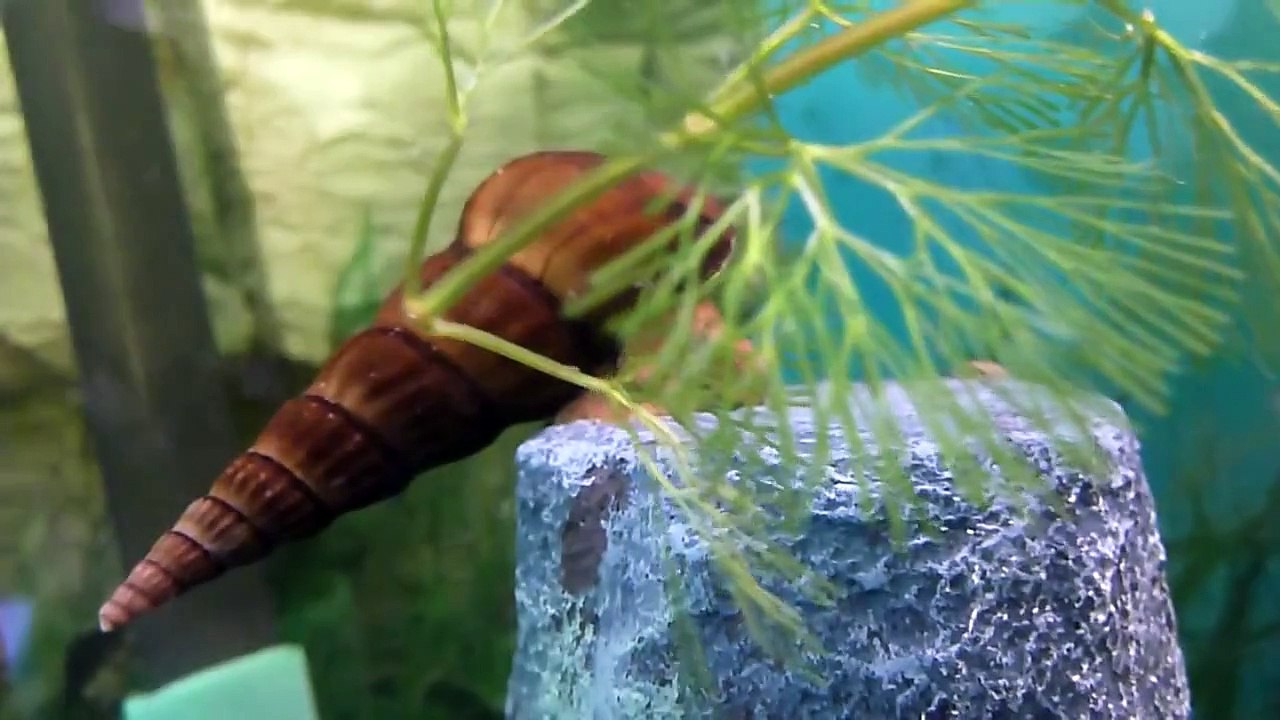 Herkules-Turmdeckelschnecke -- Brotia herculea